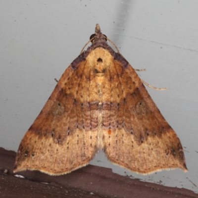 Anachloris uncinata (Hook-winged Carpet) at Lilli Pilli, NSW - 6 Jun 2020 by jb2602