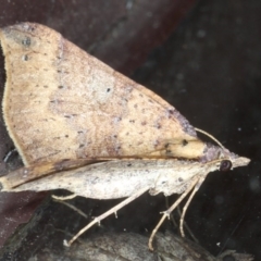 Anachloris uncinata at Lilli Pilli, NSW - 6 Jun 2020