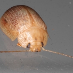 Paropsis sp. (genus) (A leaf beetle) at Lilli Pilli, NSW - 6 Jun 2020 by jb2602