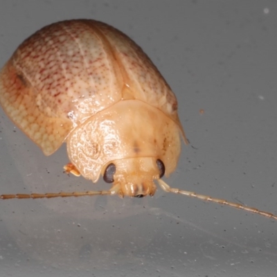 Paropsis sp. (genus) (A leaf beetle) at Lilli Pilli, NSW - 6 Jun 2020 by jb2602