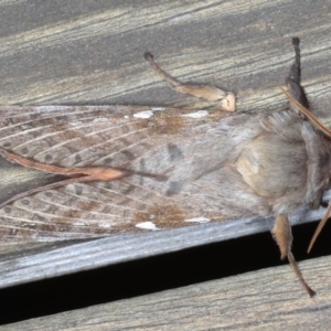 Oxycanus dirempta at Lilli Pilli, NSW - 6 Jun 2020 04:28 AM