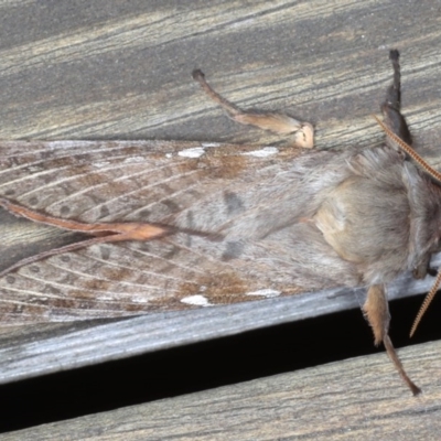 Oxycanus dirempta (Variable Oxycanus) at Lilli Pilli, NSW - 6 Jun 2020 by jb2602