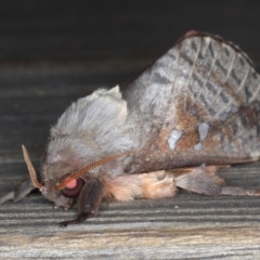 Oxycanus dirempta at Lilli Pilli, NSW - 6 Jun 2020 04:28 AM