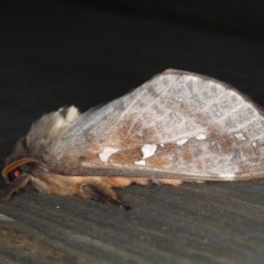 Oxycanus dirempta at Lilli Pilli, NSW - 6 Jun 2020 04:28 AM