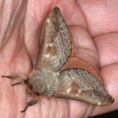 Oxycanus dirempta at Lilli Pilli, NSW - 6 Jun 2020 04:28 AM