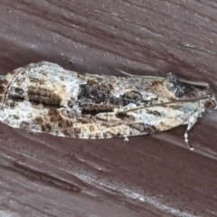 Thrincophora lignigerana (A Tortricid moth) at Lilli Pilli, NSW - 5 Jun 2020 by jbromilow50