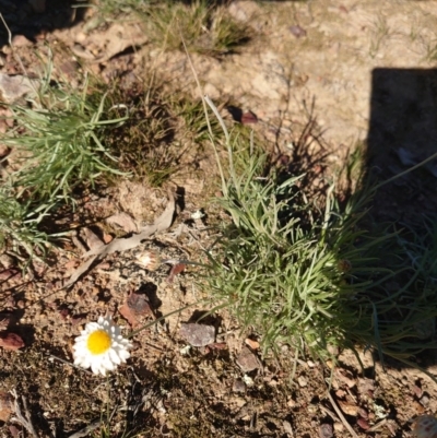 Leucochrysum albicans subsp. tricolor (Hoary Sunray) at Nicholls, ACT - 5 Jun 2020 by Kym