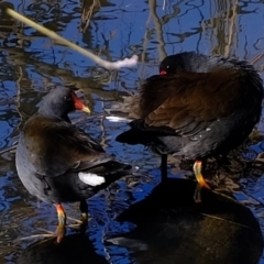 Gallinula tenebrosa (Dusky Moorhen) at Melba, ACT - 6 Jun 2020 by Kurt