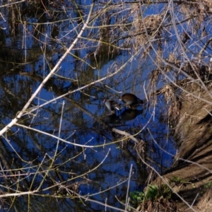 Gallinula tenebrosa at Melba, ACT - 6 Jun 2020