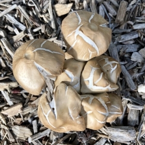 Agrocybe praecox group at Giralang, ACT - 14 Apr 2020 01:38 AM