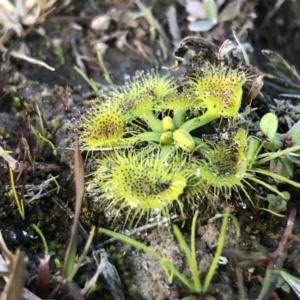 Drosera sp. at Kambah, ACT - 6 Jun 2020