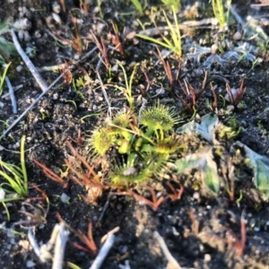 Drosera sp. at Kambah, ACT - 6 Jun 2020