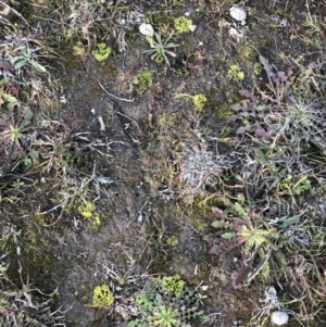 Drosera sp. at Kambah, ACT - 6 Jun 2020