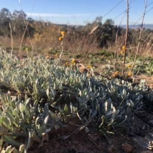 Chrysocephalum apiculatum at Symonston, ACT - 6 Jun 2020