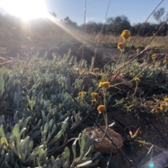 Chrysocephalum apiculatum at Symonston, ACT - 6 Jun 2020