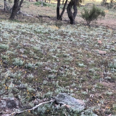 Chrysocephalum apiculatum (Common Everlasting) at Isaacs Ridge and Nearby - 6 Jun 2020 by Nat