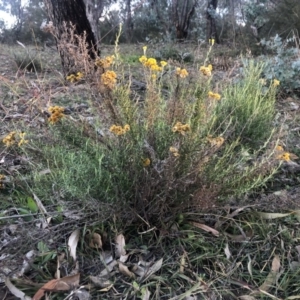 Chrysocephalum semipapposum at Isaacs Ridge - 6 Jun 2020