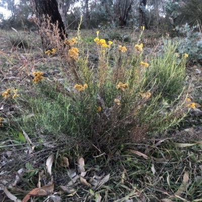 Chrysocephalum semipapposum (Clustered Everlasting) at Symonston, ACT - 6 Jun 2020 by Nat