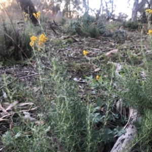 Chrysocephalum semipapposum at Isaacs Ridge - 6 Jun 2020