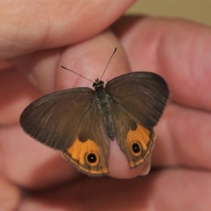 Hypocysta metirius at Doctor George Mountain, NSW - 11 Apr 2015