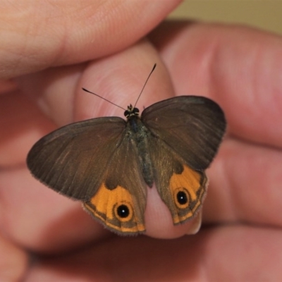 Hypocysta metirius (Brown Ringlet) at Doctor George Mountain, NSW - 11 Apr 2015 by AndrewMcCutcheon