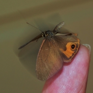 Hypocysta metirius at Doctor George Mountain, NSW - 11 Apr 2015