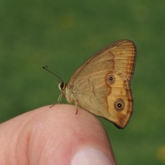 Hypocysta metirius at Doctor George Mountain, NSW - 11 Apr 2015