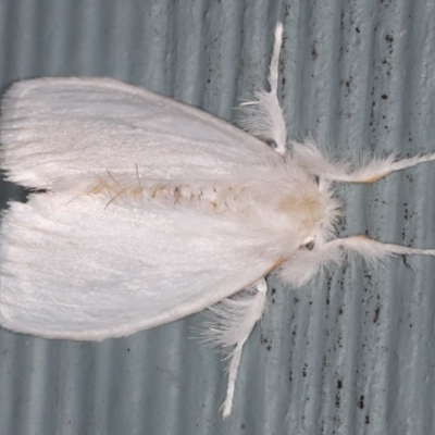 Euproctis (genus) (A Tussock Moth) at Lilli Pilli, NSW - 6 Jun 2020 by jb2602