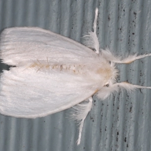 Euproctis (genus) at Lilli Pilli, NSW - 6 Jun 2020