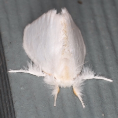 Euproctis (genus) at Lilli Pilli, NSW - 6 Jun 2020