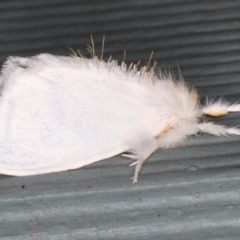 Euproctis (genus) at Lilli Pilli, NSW - 6 Jun 2020 07:53 AM