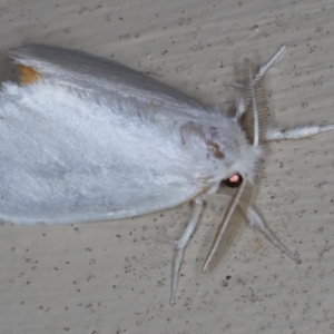 Euproctis (genus) at Lilli Pilli, NSW - 6 Jun 2020