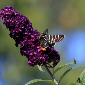 Comocrus behri at Doctor George Mountain, NSW - 22 Feb 2015