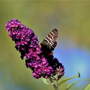 Comocrus behri at Doctor George Mountain, NSW - 22 Feb 2015