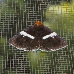 Buzara frontinus at Doctor George Mountain, NSW - 22 Feb 2015 by AndrewMcCutcheon