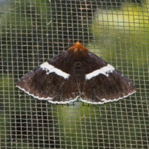 Buzara frontinus at Doctor George Mountain, NSW - 22 Feb 2015