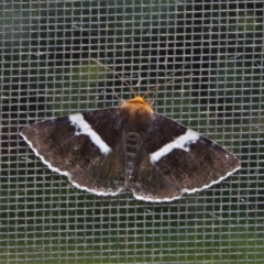 Buzara frontinus at Doctor George Mountain, NSW - 22 Feb 2015