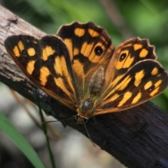 Heteronympha paradelpha (Spotted Brown) at Doctor George Mountain, NSW - 26 Feb 2015 by AndrewMcCutcheon