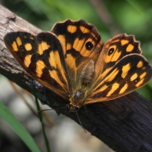 Heteronympha paradelpha at Doctor George Mountain, NSW - 27 Feb 2015