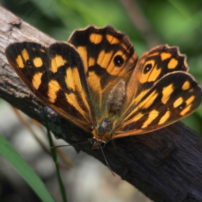 Heteronympha paradelpha (Spotted Brown) at Doctor George Mountain, NSW - 27 Feb 2015 by AndrewMcCutcheon