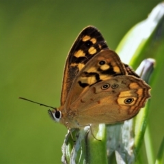 Heteronympha paradelpha at Doctor George Mountain, NSW - 27 Feb 2015