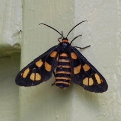 Amata nigriceps (A Handmaiden moth) at Doctor George Mountain, NSW - 27 Feb 2015 by AndrewMcCutcheon