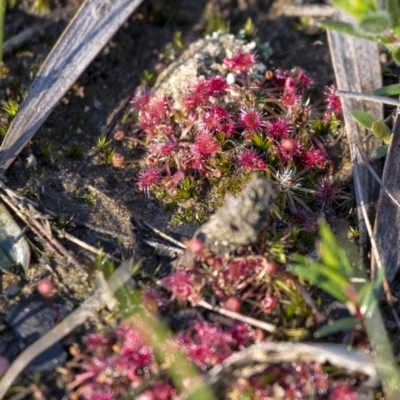 Drosera pygmaea (Tiny Sundew) at Wingecarribee Local Government Area - 6 Jun 2020 by Aussiegall