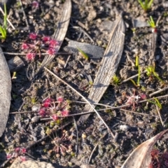 Drosera pygmaea at Wingecarribee Local Government Area - 6 Jun 2020