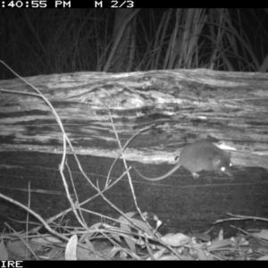 Antechinus agilis at Tanja, NSW - 15 Sep 2014 03:05 AM