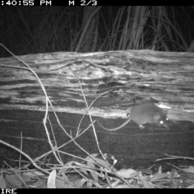 Antechinus agilis (Agile Antechinus) at Tanja, NSW - 14 Sep 2014 by AndrewMcCutcheon