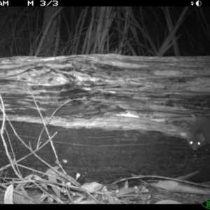 Antechinus agilis at Tanja, NSW - 15 Sep 2014 03:05 AM