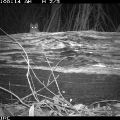 Antechinus agilis at Tanja, NSW - 15 Sep 2014