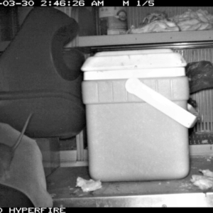 Antechinus agilis at Doctor George Mountain, NSW - 30 Mar 2015 02:45 AM