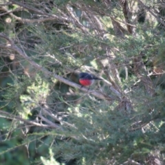 Petroica rosea (Rose Robin) at Curtin, ACT - 6 Jun 2020 by Row_g